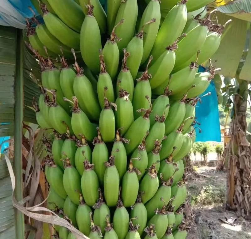 Banana Seeds