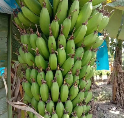 Banana Seeds